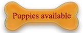 puppies available