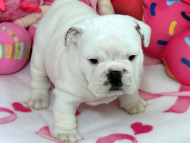 huguette
