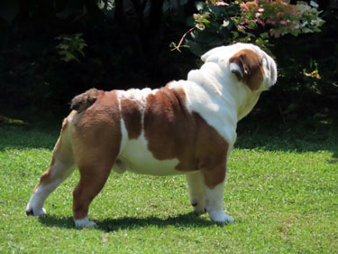 Jabba