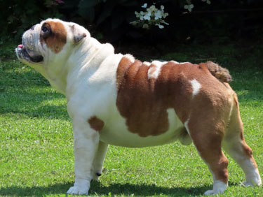 Jabba
