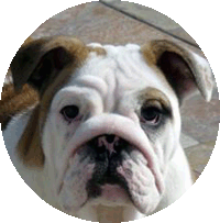 angus