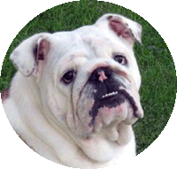 pixel