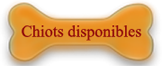 chiots disponibles