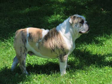 Gildor