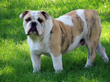 Gildor