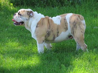 Gildor