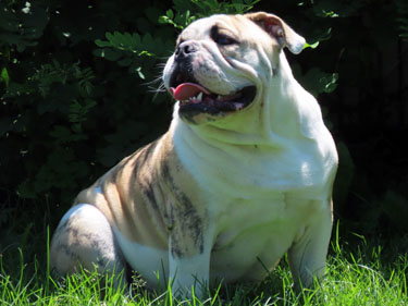 Gildor
