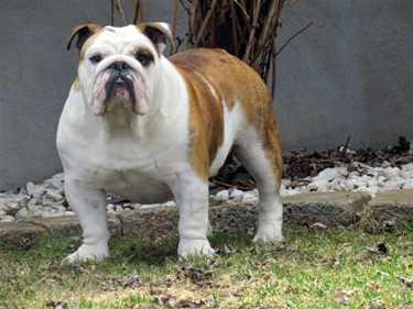 Angus
