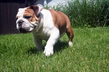 annie