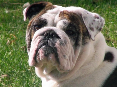 lilli