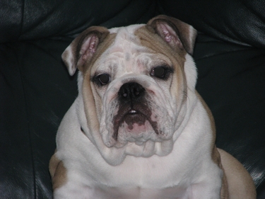 marjo