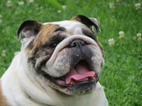 Nellie