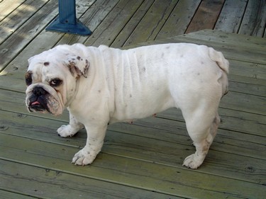 romie