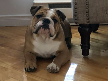 sienna