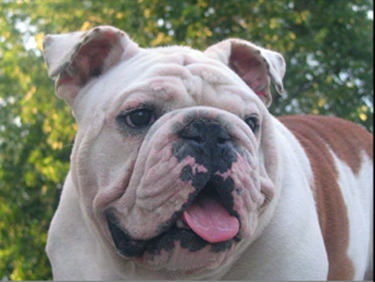 victor