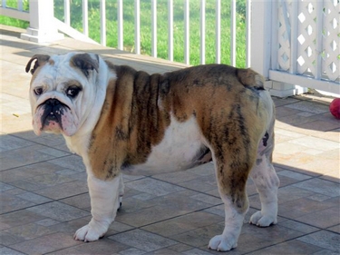angus