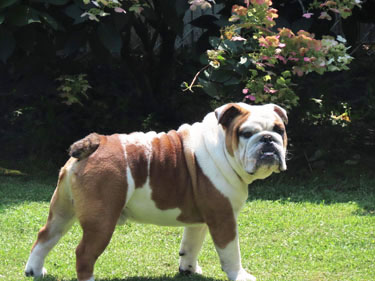 Jabba