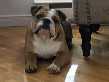 sienna